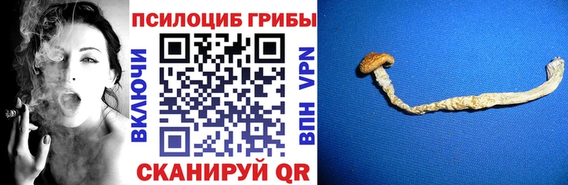 как найти   Чёрмоз  Галлюциногенные грибы GOLDEN TEACHER 